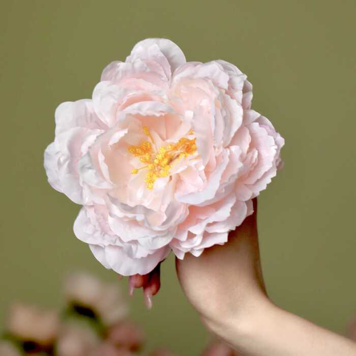 Пион Люсьен