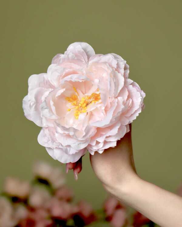 Пион Люсьен