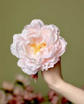 Пион Люсьен