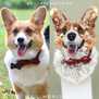 Брошь по фото Корги