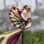 Акари